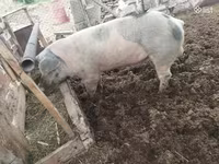 Boar, Дюрок — photo 1
