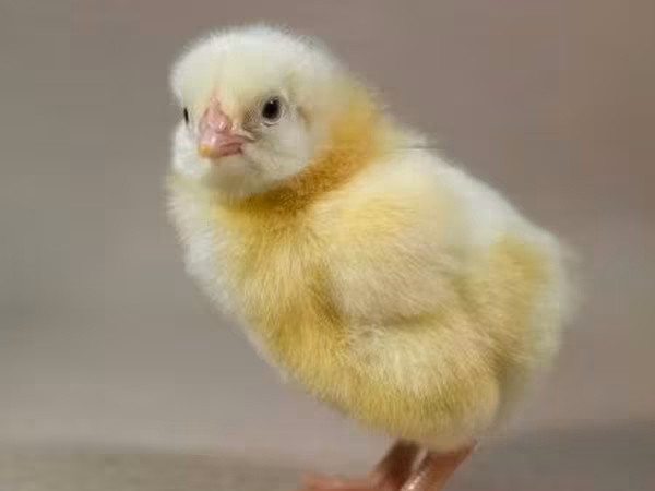 Chickens — Ungarn