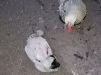Chickens — الصورة 1