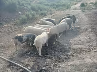 Boar, Pigs — photo 8