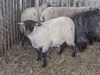 母羊, Ile-de-France sheep — 照片 4