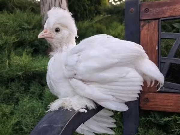 Sultan