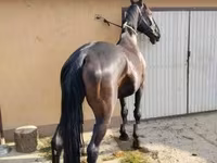 घोड़ी, Nonius horse — फ़ोटो 3
