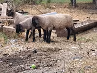 母羊, Sheep — 照片 4