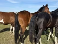 فرس, Dutch warmblood horse — الصورة 3