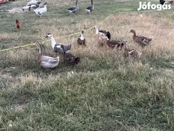 Утки