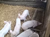 Sow, Pigs — photo 1