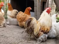 Pekin Bantam — 3. fotó