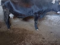 Krava, Swiss cattle — foto 7