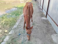 母马, Horses — 照片 6
