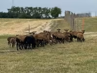 Sheep (batch, sex not specified), Cameroon sheep — photo 5