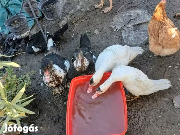 Ducks
