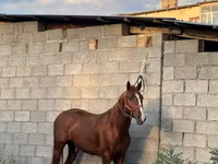 Hing, Friesian sport horse — 2. fotó