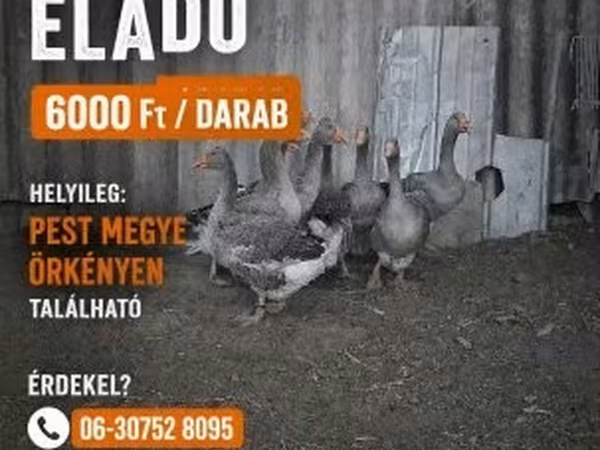 Geese — Ungarn