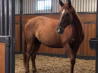 Stute, Thoroughbred horse — Foto 1