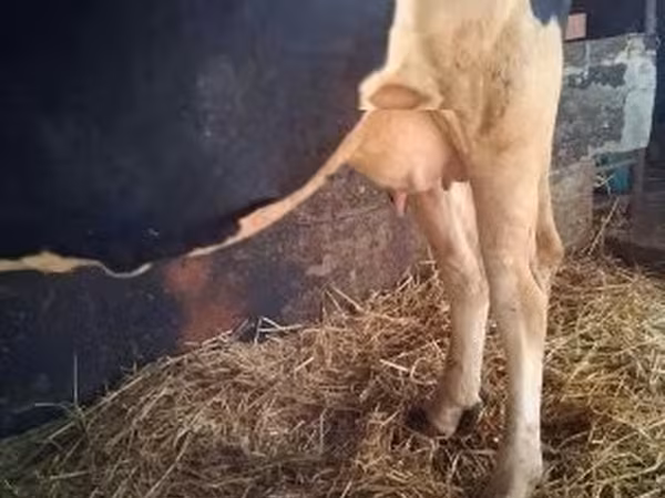 Cow, Holstein breed — Hungary