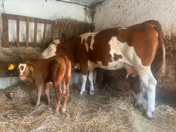 Сиыр, Simmental cattle — Венгрия