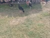 Turkeys — الصورة 7