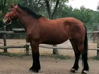 母马, Horses — 照片 2