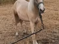 Cavalo, Cavalos — foto 1