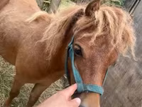 حصان, Shetland Pony — الصورة 1