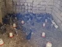 Chickens — Foto 4