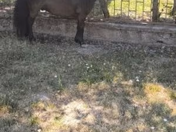 Hing, Australian Pony