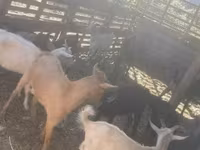 Goat, Goats — photo 5