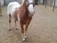 Cheval, Chevaux — photo 1