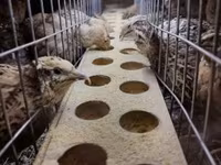 Quails — Foto 2