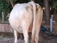 Vaca, Charolais cattle — foto 3