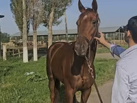 Jument, Thoroughbred horse — photo 2