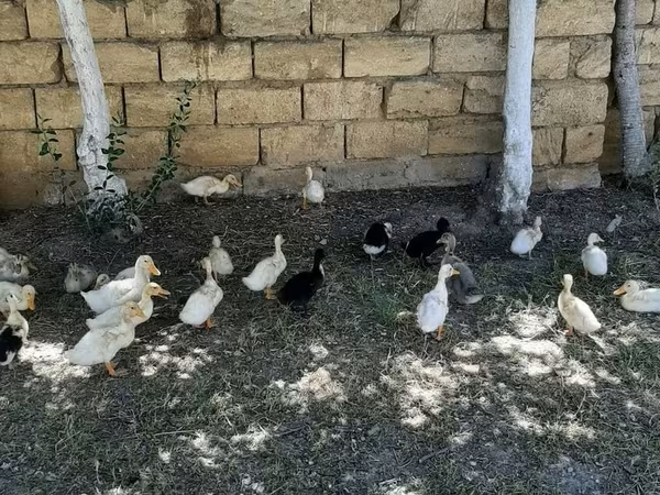 German Pekin