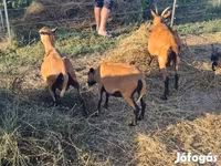 Carnero, Cameroon sheep — foto 5