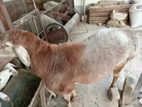 Kos, Arashan sheep — 1. fotó