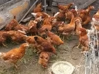 Chickens — फ़ोटो 2