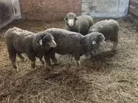 Kos, Merino sheep — 3. fotó