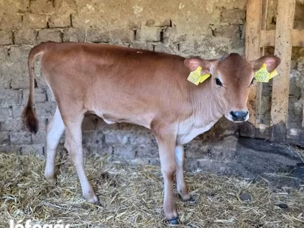 Vaca, Raza Jersey