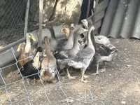 Ducks — 照片 1
