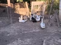 Chickens — 6-сурет