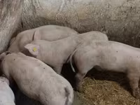 Eber, Schweine — Foto 3