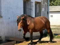 公马, Horses — 照片 5