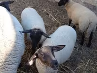 Widder, White Suffolk sheep — Foto 1