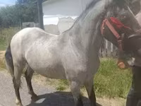 Caballo, Caballos — foto 2