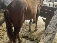 Mare, Horses — photo 1