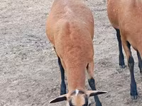母羊, Cameroon sheep — 照片 5