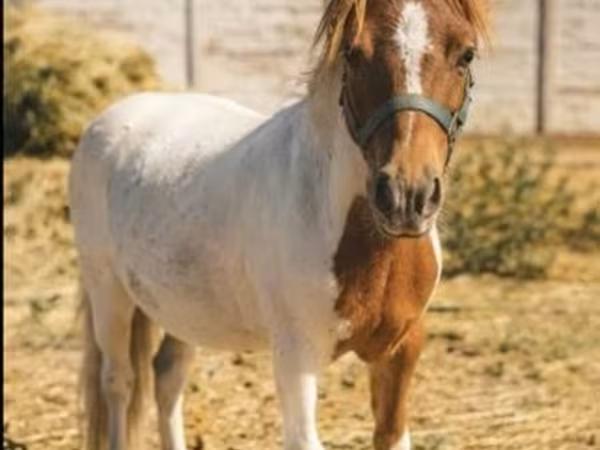 公马, Horses