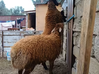 母羊, Sheep — 照片 1