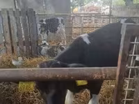 公牛, Russian Black pied cattle — 照片 2