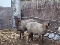 Owca, Owce — zdjęcie 5